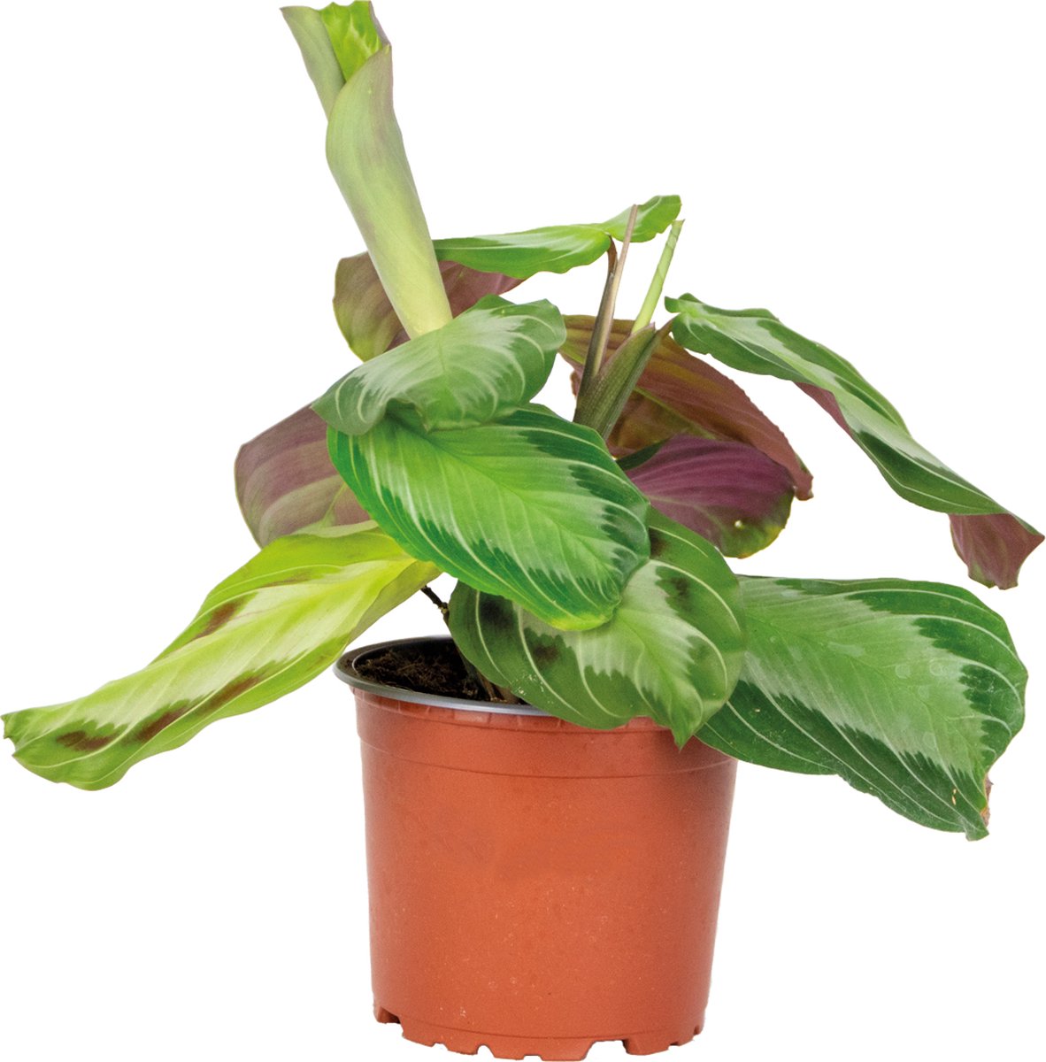Bol.com Bloomique - Maranta Silverband - Gebedsplant - Hangplant - Kamerplanten - Luchtzuiverend - Diervriendelijk - Hoogte 10-2... aanbieding