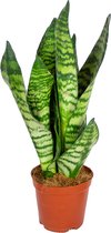 Bloomique - Sansevieria Zeylanica - Vrouwentong - Kamerplanten - Luchtzuiverend - Zeer Gemakkelijk te Verzorgen - 30-40 cm Hoog - Pot 12 cm