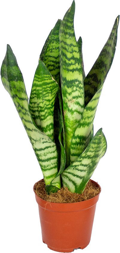 Bloomique - Sansevieria Zeylanica - Vrouwentong - Kamerplanten - Luchtzuiverend - Zeer...