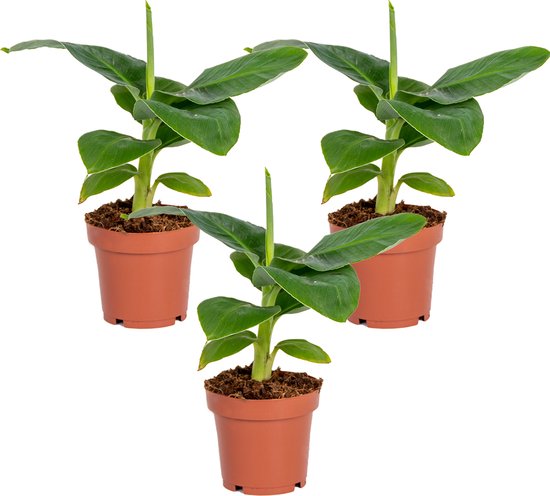 Musa Dwarf Cavendish | 3 stuks