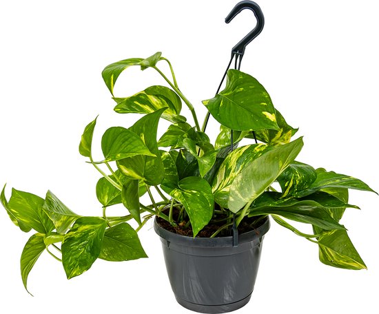 Foto: Scindapsus aureum in hangpot per stuk epipremnum kamerplant 17 cm 25 cm