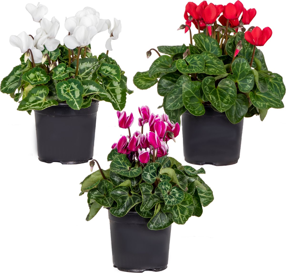 Bloomique - Mix van 3 - Cyclamen Persicum - Patio Cyclaam - Alpenviooltje - Tuinplanten - Winterhard - Hoogte 15-25 cm - Pot 10,5 cm