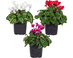 Bloomique - Mix van 3 - Cyclamen Persicum - Patio Cyclaam - Alpenviooltje - Tuinplanten - Winterhard - Hoogte 15-25 cm - Pot 10,5 cm