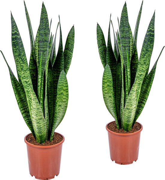 Bloomique - Set van 2 - Sansevieria Zeylanica - Vrouwentong - Kamerplanten - Luchtzuiverend - Zeer Gemakkelijk te Verzorgen - Hoogte 50-70 cm - Pot 17 cm
