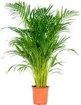 Bloomique - Dypsis Lutescens - Goudpalm - Areca - Palm - Kamerplanten - Luchtzuiverend - Diervriendelijk - 100-110 cm Hoog - Pot 21 cm