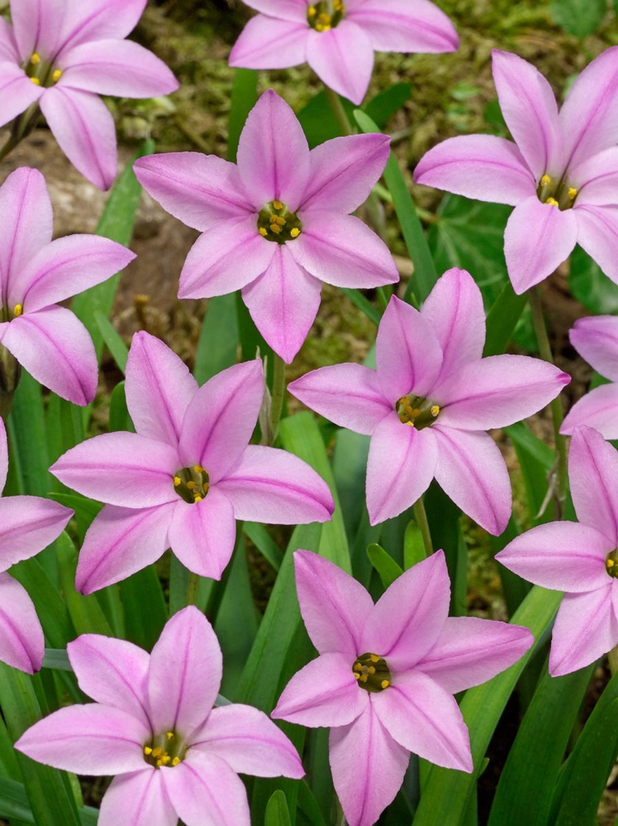 250x Oude wijfjes 'Ipheion charlotte bishop' - BULBi® Bloembollen met bloeigarantie