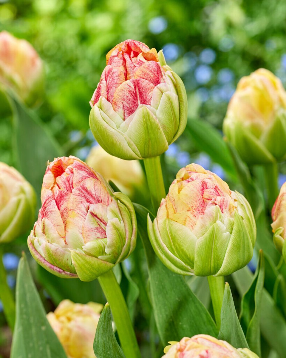 80x Tulpen 'Sprinkle dip' - BULBi® Bloembollen met bloeigarantie