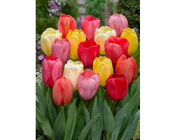 100x Tulpen 'Darwin hybride gemengd' - BULBi® Bloembollen met bloeigarantie