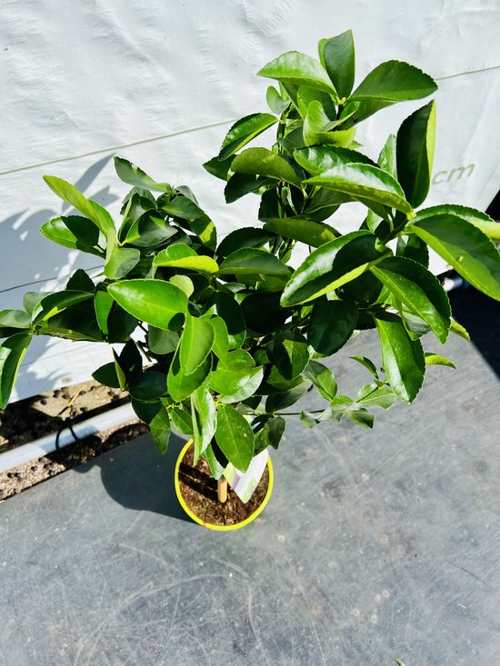 Limoenboom - Citrus latifolia | Citrus latifolia - 30/40cm stamomtrek - Hoogte incl. pot 180cm - Pothoogte 55cm - Potdiameter 65cm | Citrusboom productinformatie | Citrus | Citrusboom Specialist Overloon Limoenboom - Citrus latifolia | Citrus latifolia - 30/40cm stamomtrek - Hoogte incl. pot 180cm - Pothoogte 55cm - Potdiameter 65cm | Citrusboom productinformatie | Citrus | Citrusboom Specialist Overloon