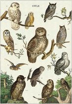 Poster Uilen - Cavallini & Co - Vintage Schoolplaat Owls