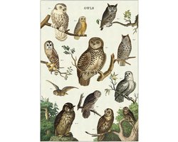 Poster Uilen - Cavallini & Co - Vintage Schoolplaat Owls