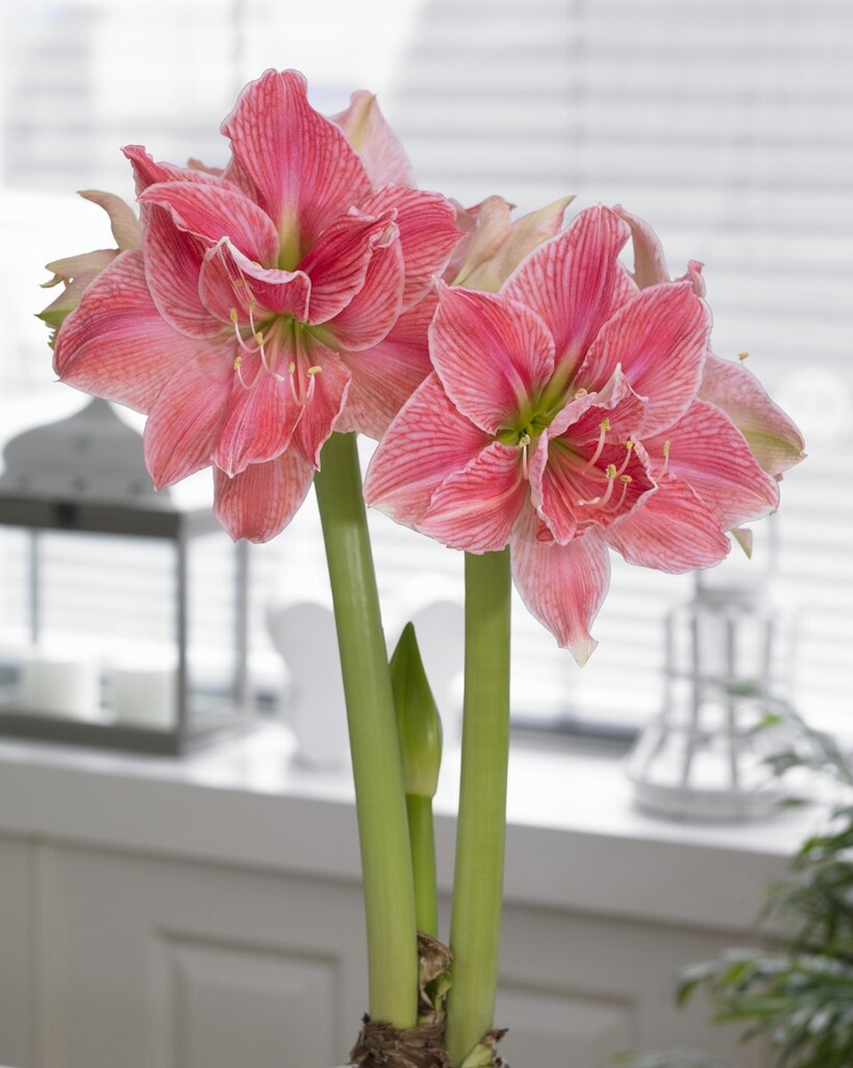 Amaryllis Sweet Nymph | 1 stuk | Amaryllisbol | Hippeastrum