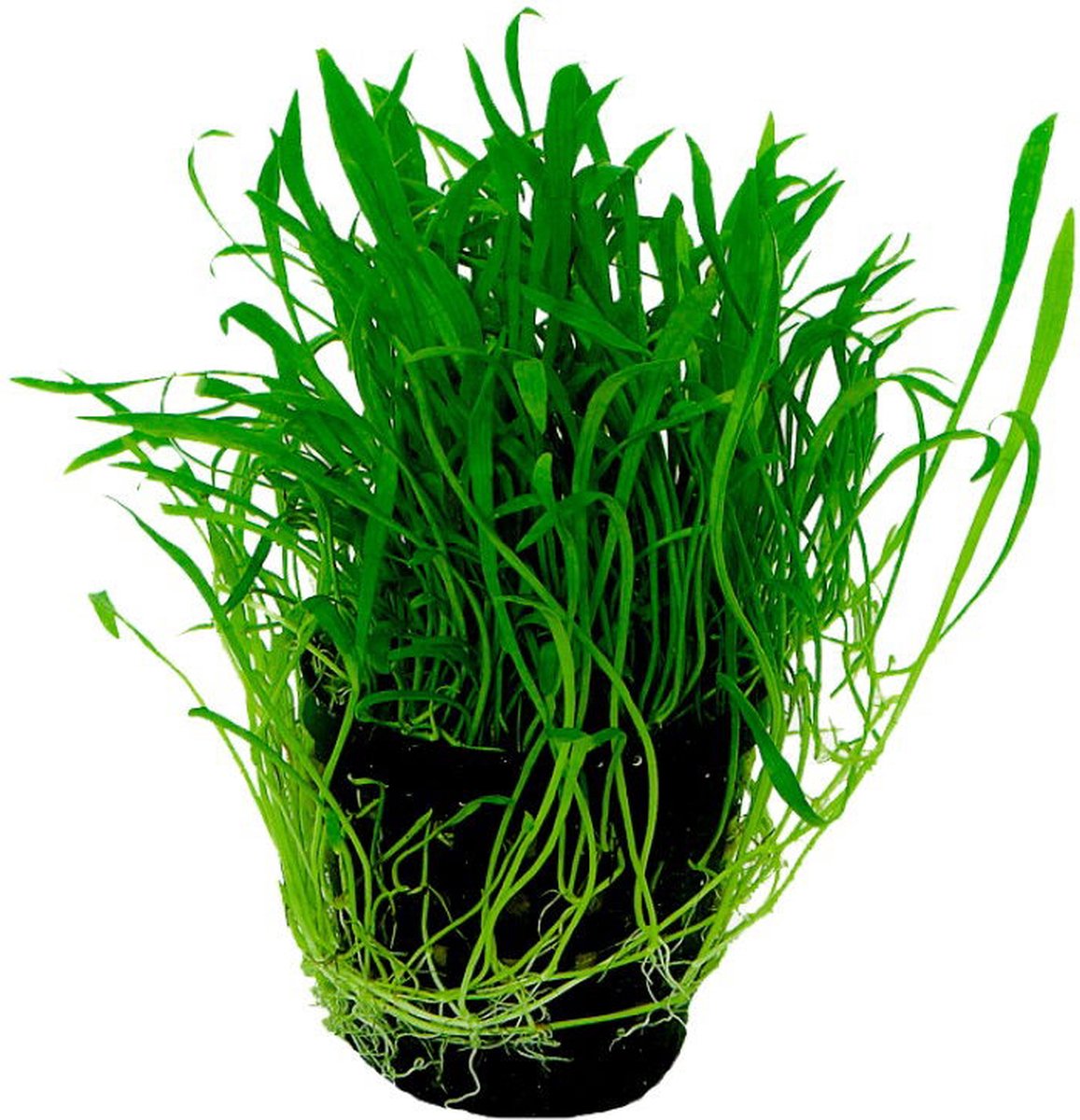 Ap-lilaeop.novea-zealandia 5 cm pot