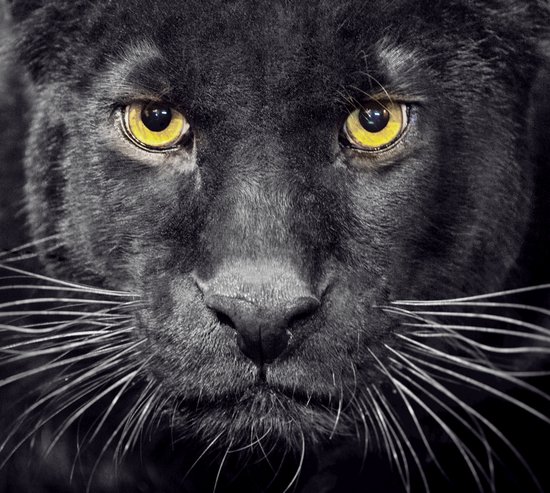 dekbedovertrek douce Hunter - 140x200/220 (simple) - sans repassage - imprimé avec netteté - ressemble à la vraie chose