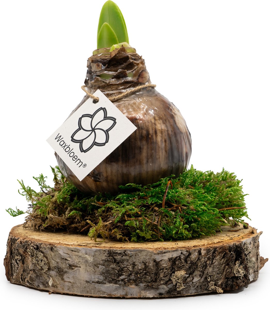 Waxbloem® | Wax Amaryllis | Naturel | Op houten schijf met mos