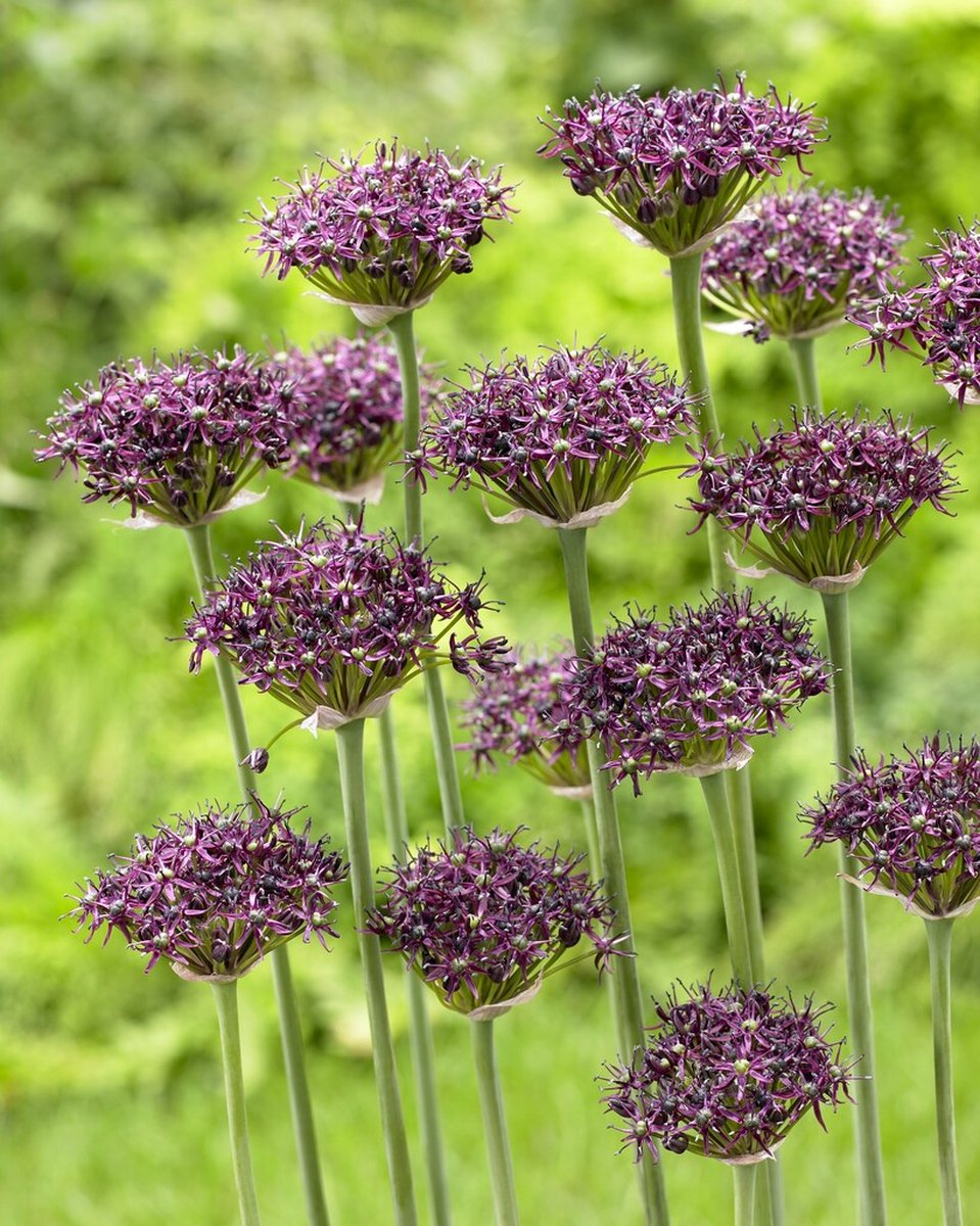 Allium Atropurpureum | 10 stuks | Sierui | Alliumbol