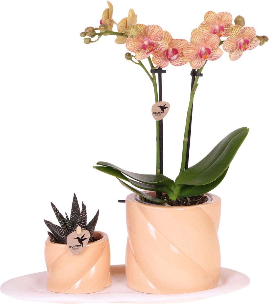 Green Harmony | Gift set Optimism small peach | Groene plant met oranje Phalaenopsis orchidee in Candy sierpotten op wit organisch dienblad
