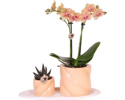 Green Harmony | Gift set Optimism small peach | Groene plant met oranje Phalaenopsis orchidee in Candy sierpotten op wit organisch dienblad
