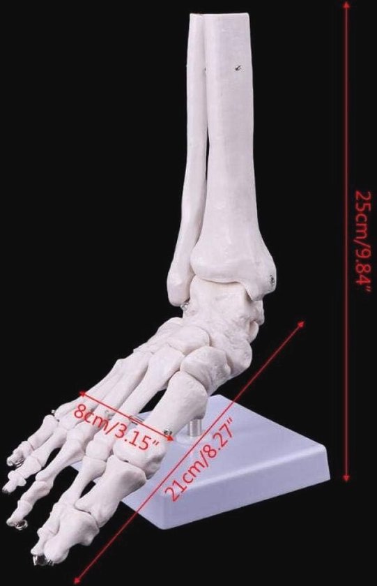 Kunstmatig Menselijk Skeletmodel Tussen Kleding in De Drobe Stock Foto