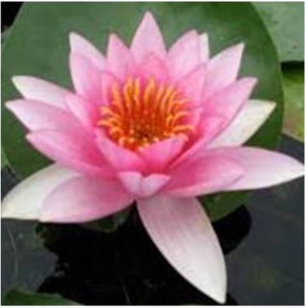 Moerings Nymphaea Rubra Punctata | Waterlelie | In 11CM pot