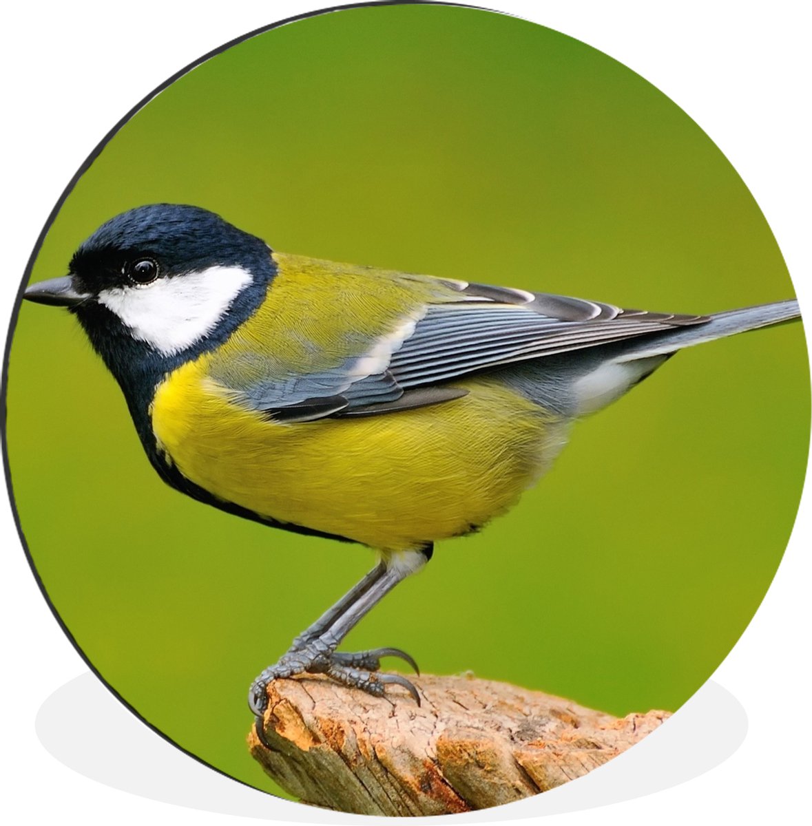 WallCircle Wandcirkel - Muurcirkel - Vogel - Koolmees - Dieren - Groen - Aluminium - Dibond - 120x120 cm - Binnen en Buiten