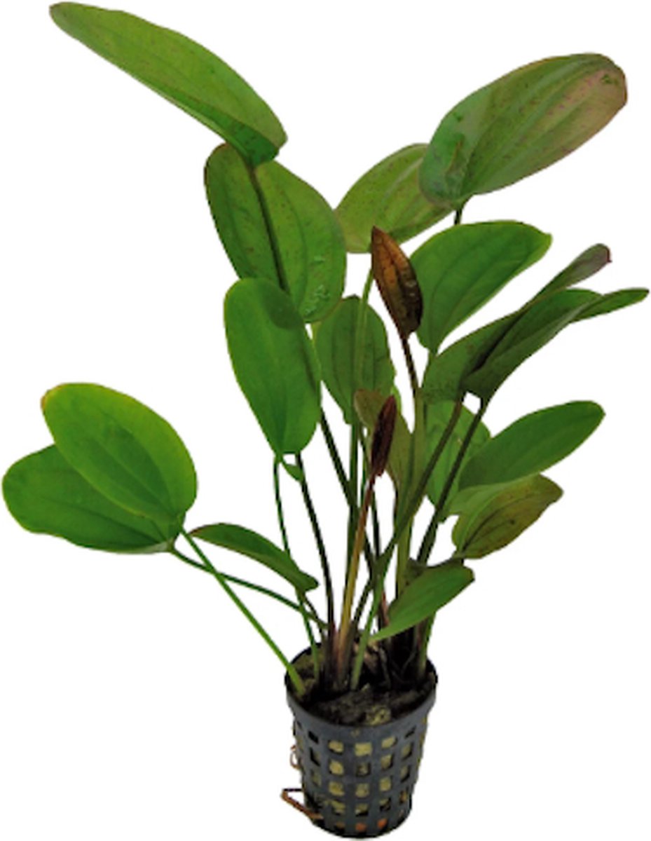 Aquafleur Enchinodorus Chrileni in 5 cm pot P5