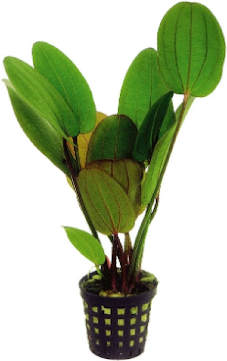 Aquafleur Enchinodorus Compacta in 5 cm pot P5