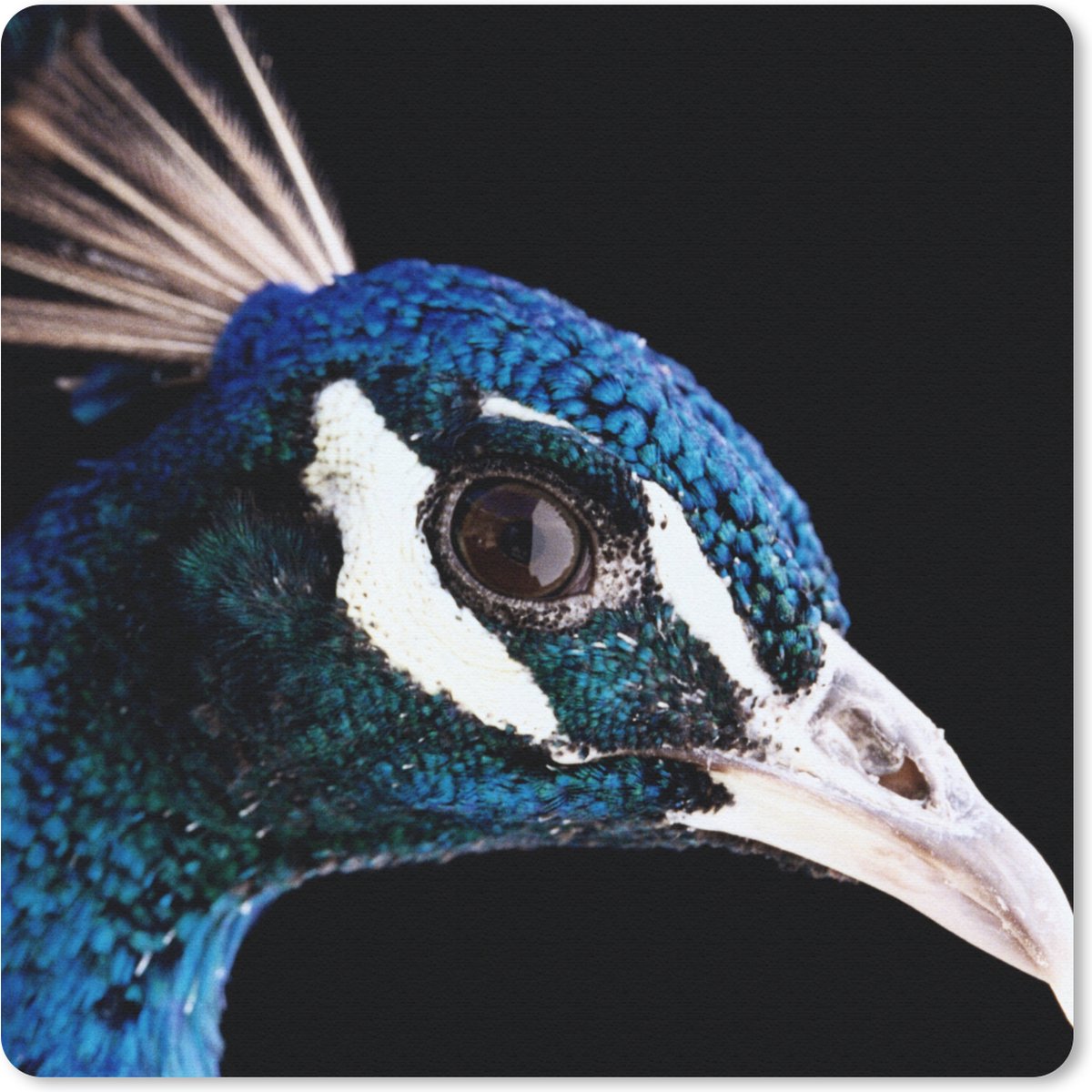 Muismat 30x30 cm - Mousepad Pauw - Dier - Blauw - Muismatten