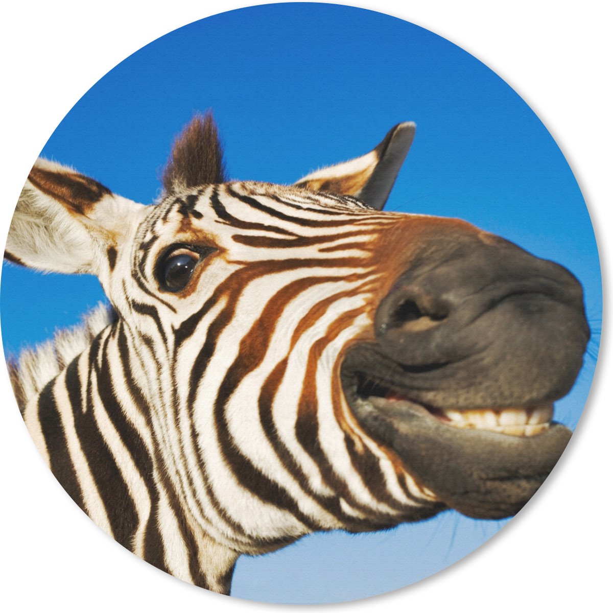 Muismat rond 30x30 cm - Mousepad Zebra - Grappig - Kinderen - Kids - Jongens - Meisjes - Ronde muismatten