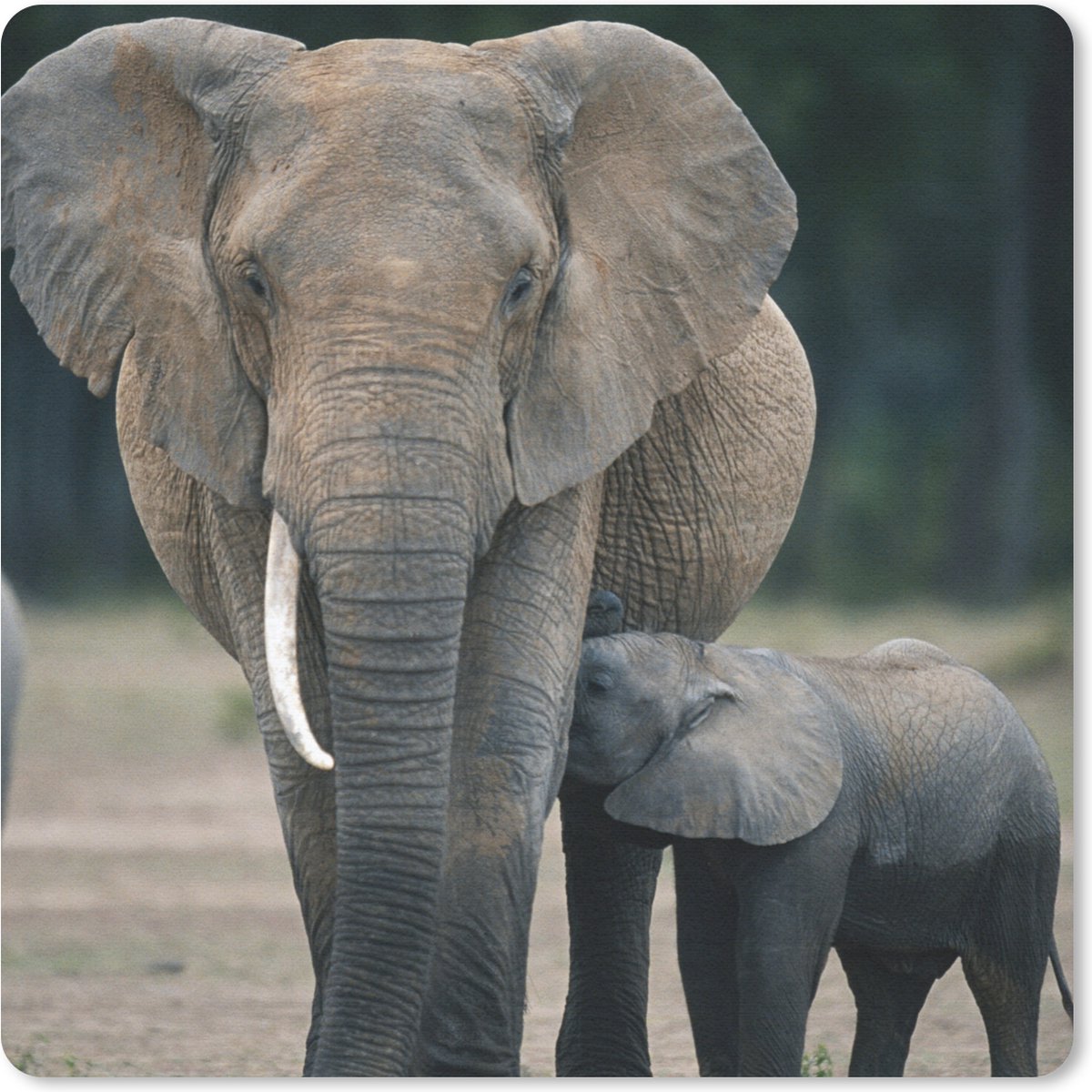 Muismat 20x20 cm - Mousepad Olifant - Dieren - Vlakte - Natuur - Muismatten