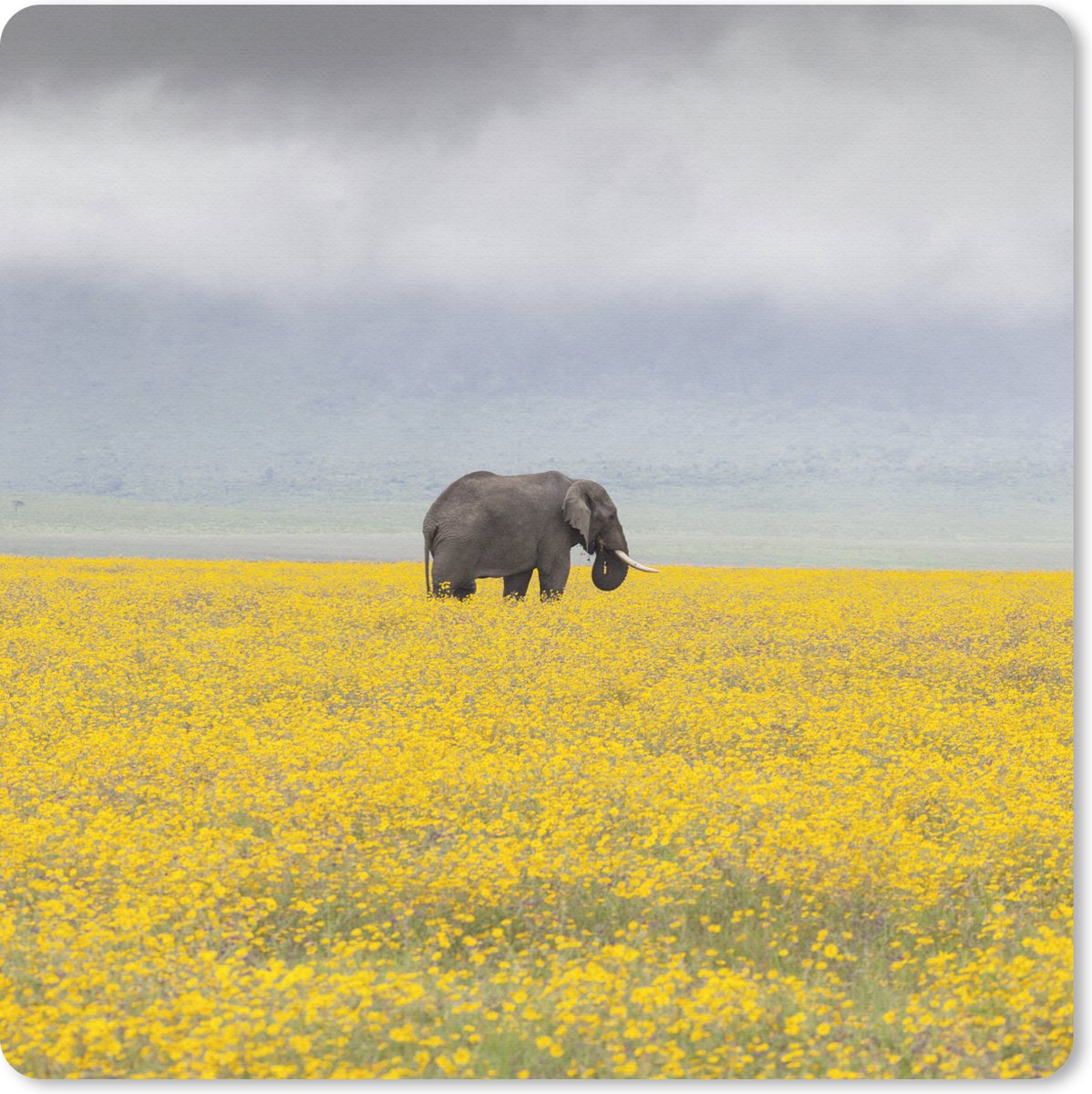 Muismat 30x30 cm - Mousepad Olifant - Bloemen - Natuur - Geel - Dieren - Muismatten
