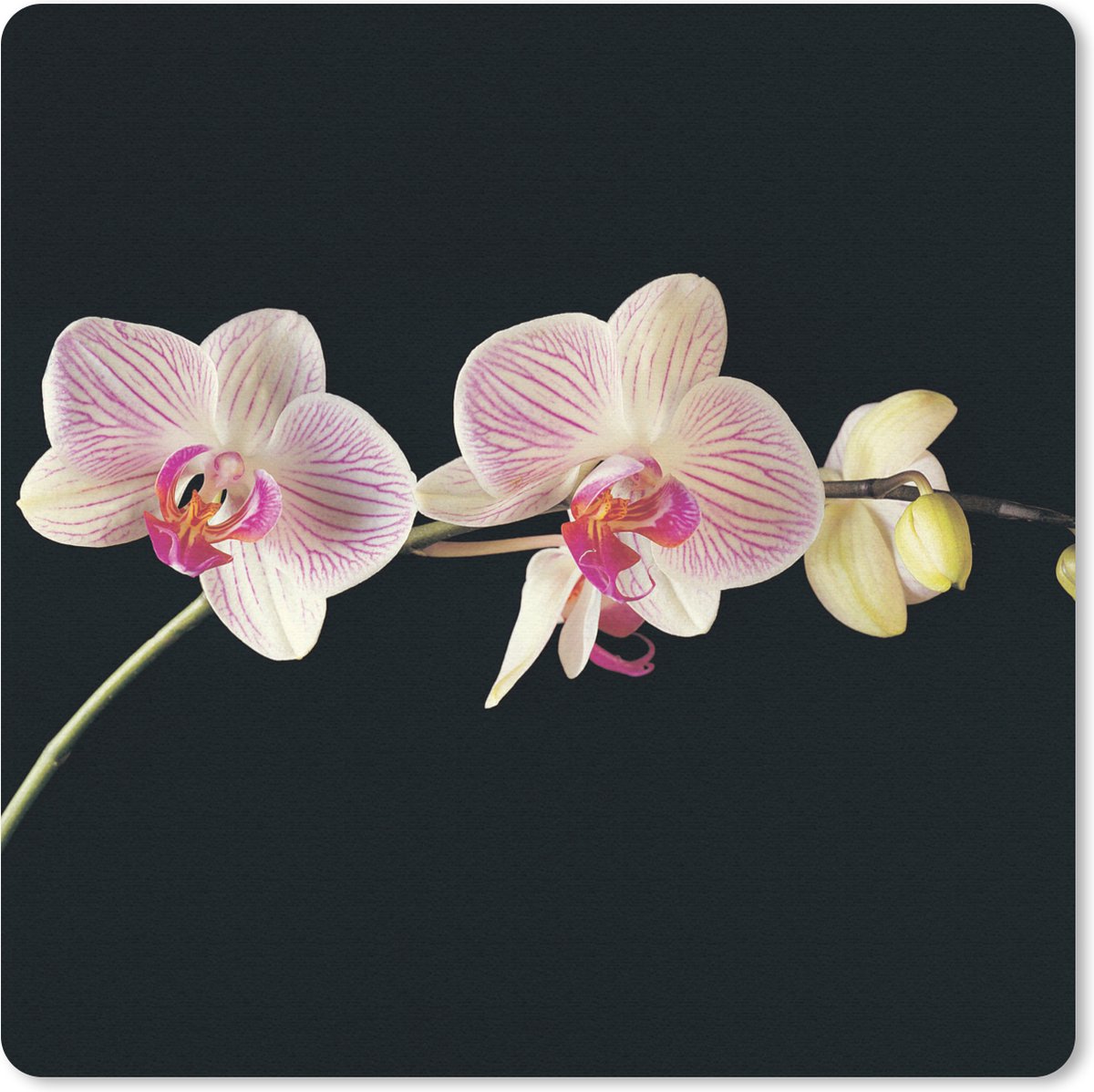 Muismat 20x20 cm - Mousepad Orchidee - Bloemen - Zwart - Roze - Knoppen - Muismatten