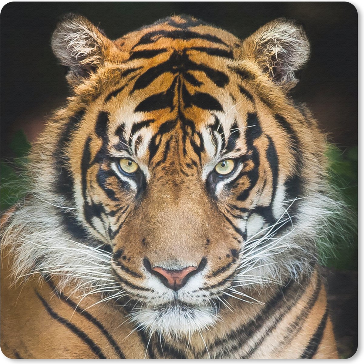 Muismat 30x30 cm - Mousepad Tijger - Ligt - Zwart - Muismatten