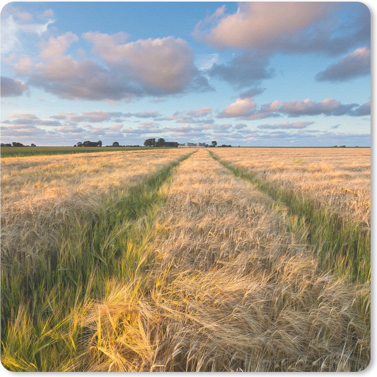 Muismat 30x30 cm - Mousepad Gerstvelden in Groningen - Muismatten