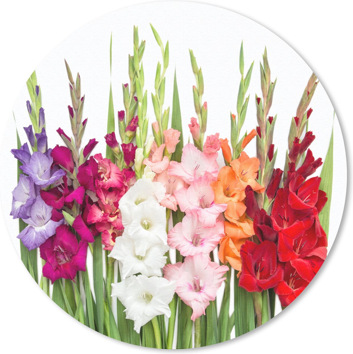 Muismat rond 40x40 cm - Mousepad Gladiolen - Bloemen - Kleuren - Ronde muismatten