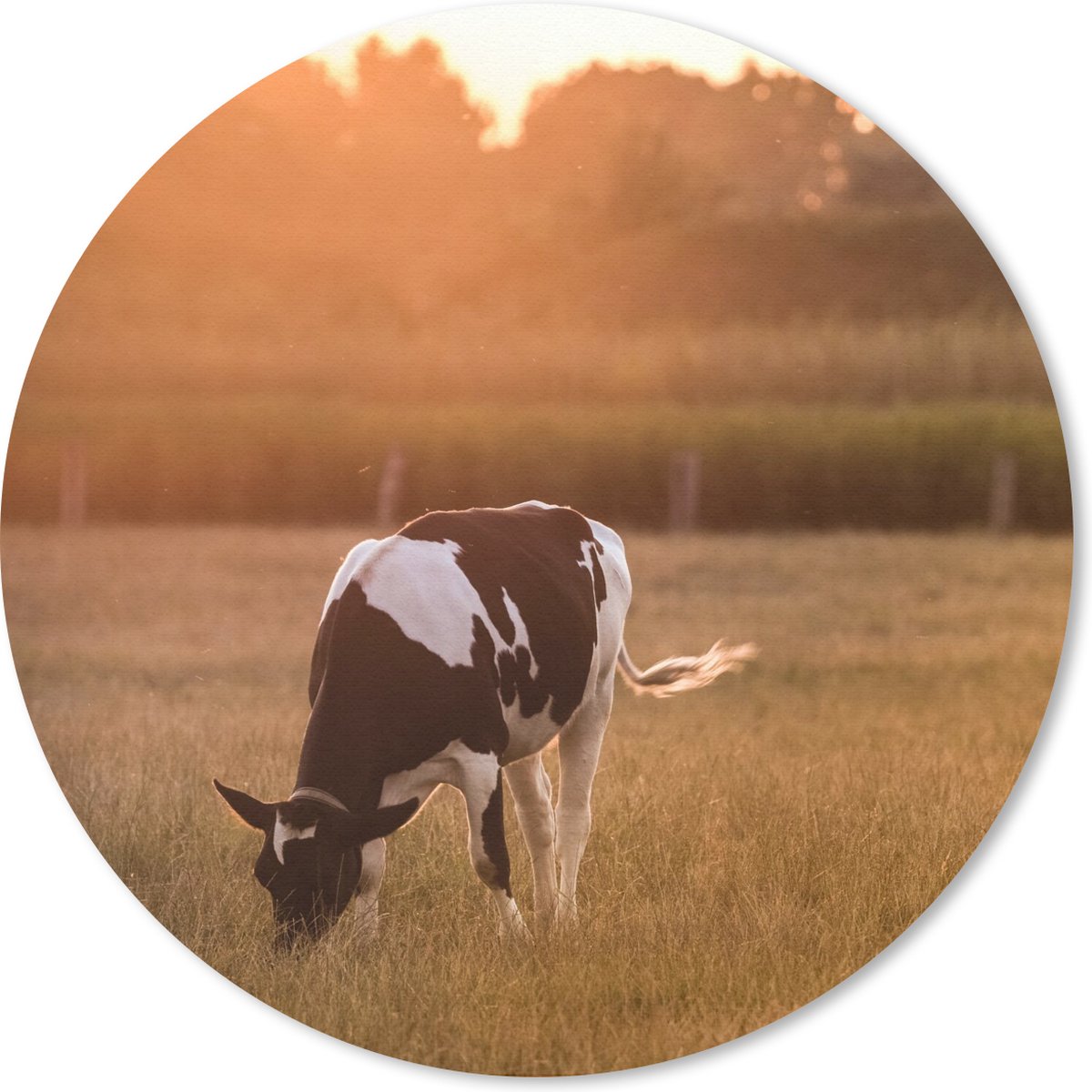 Muismat rond 40x40 cm - Mousepad Koe - Zon - Dieren - Ronde muismatten