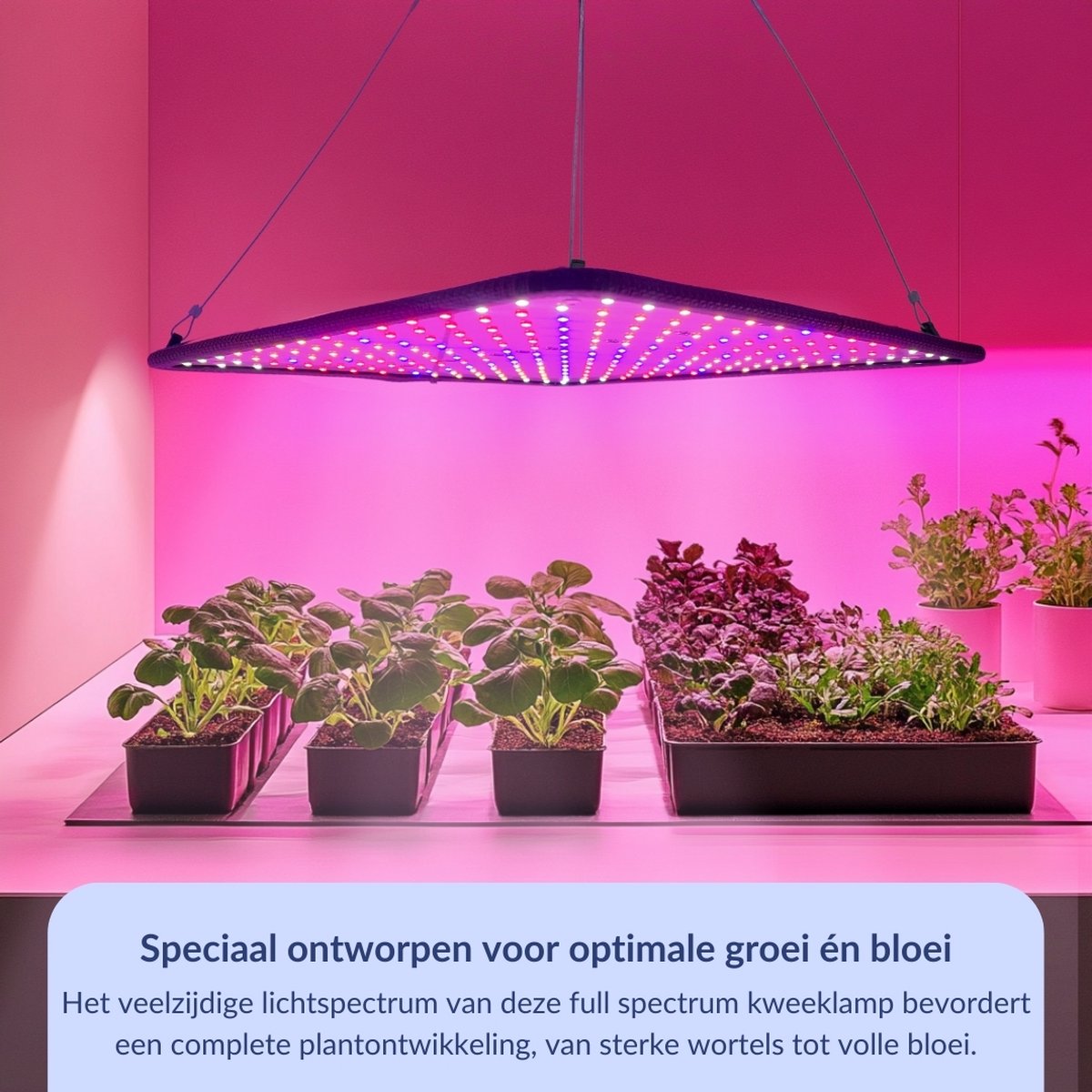 Hoe het juiste groeilicht kiezen voor je favoriete planten
