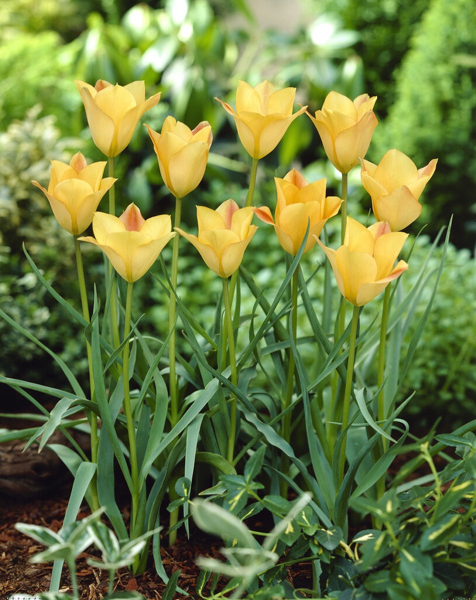 Tulipa Batalinii Bronze Charm | 10 stuks | Tulpenbollen