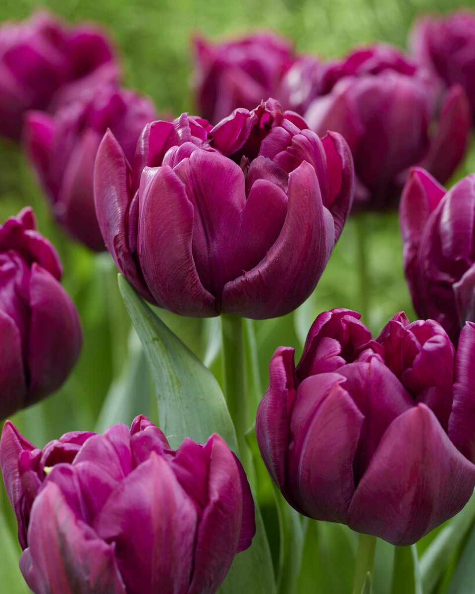 Tulp Alison Bradley | 10 stuks | Tulpenbollen