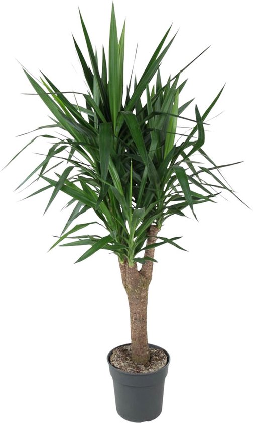 Vertakte Yucca Elephantipes 150 cm in Potdiameter ø31 - Groene Kamerplant voor Lage Verzorging