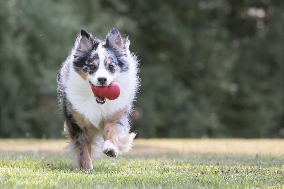 KONG Classic Snackbal Honden thumbnail 2