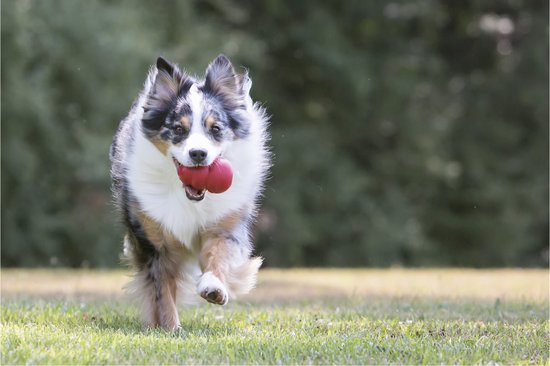 KONG Classic - Snackbal Honden Speelgoed - Rubber - 10.16cm - Rood - Maat L