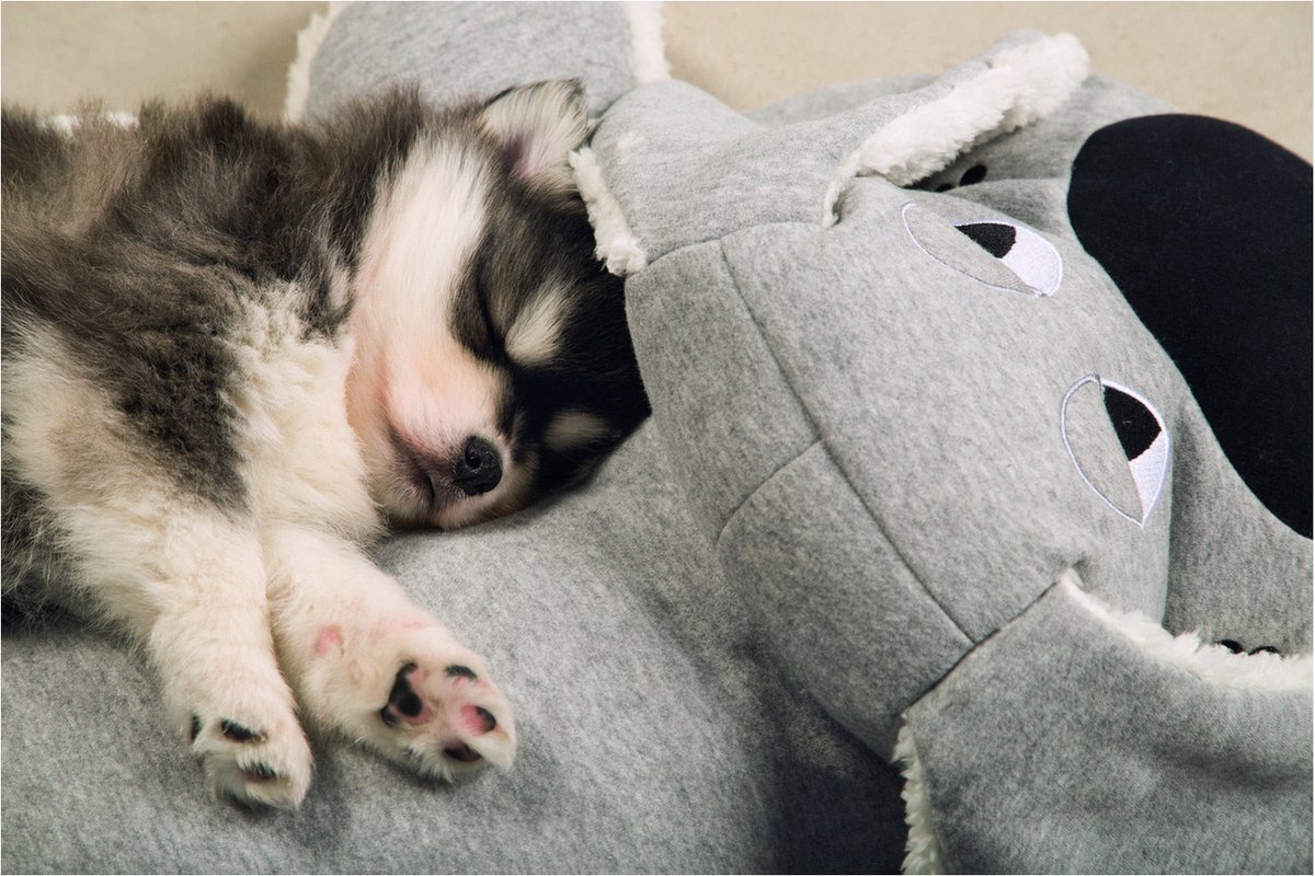 Beeztees Puppy Boomba XL - Puppy Speelgoed - Puppyknuffel - Hondenspeelgoed - Grijs - 70x40x21 cm thumbnail 2