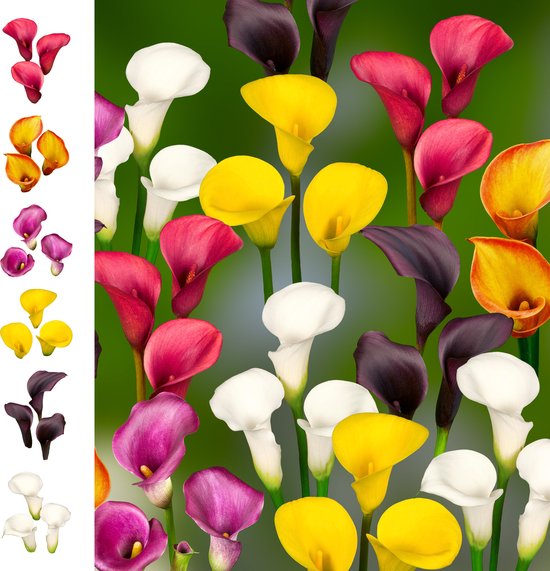 8 x Calla Bollen Mix 'Rainbow Collection' | Bloembollen zomerbloeiers | Nederlands gekweekt | Kleurrijk - The Bulb Farmers