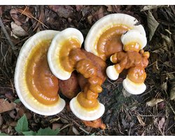 100 gram broed voor Reishi/ Ganoderma lingzhi - Broed voor Ganoderma lingzhi