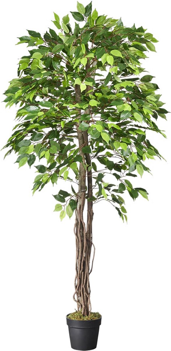 HTT Decorations Kunstplant Ficus groen H180 cm - HTT Decorations kunstplanten