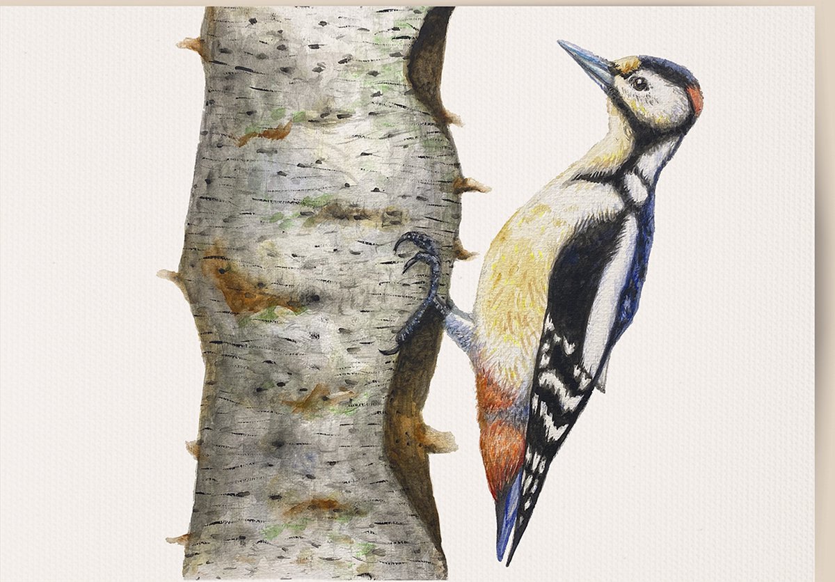 World of Mies poster specht - A4 - mooi dik papier - Snel verzonden! - vogels - dieren in aquarel - geschilderd door Mies grijszwart