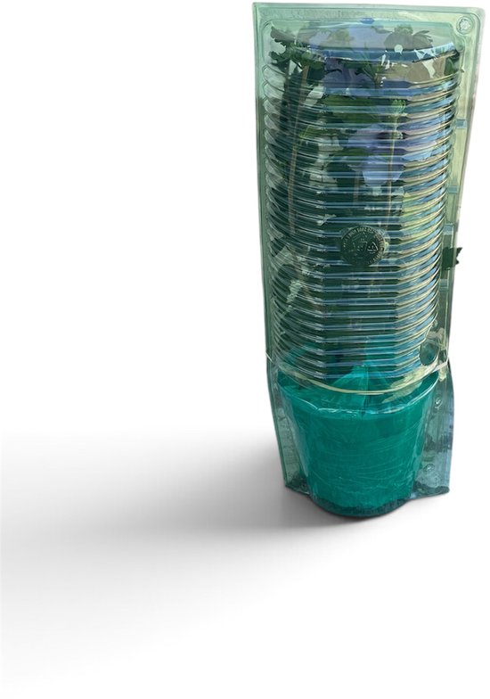 Hibiscus syriacus 'Oiseau Bleu', 40-50 cm de haut, dans un pot turquoise, emballé dans du film plastique.