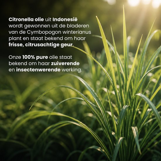 Verse, groene citroengrasstengels met zonlicht op de achtergrond.