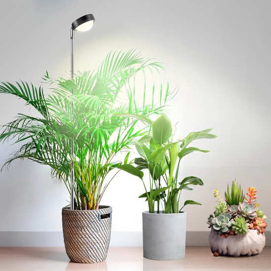 Een verstelbare groeilamp die licht geeft op een grote kamerplant in een mand.